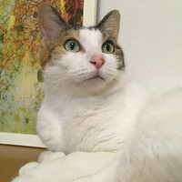 画像238